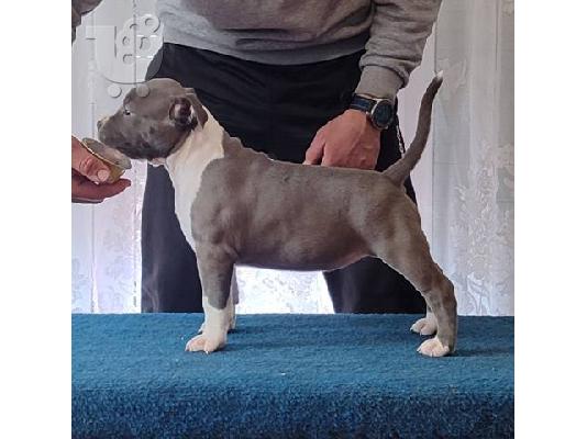 Κουτάβια American Staffordshire Terrier